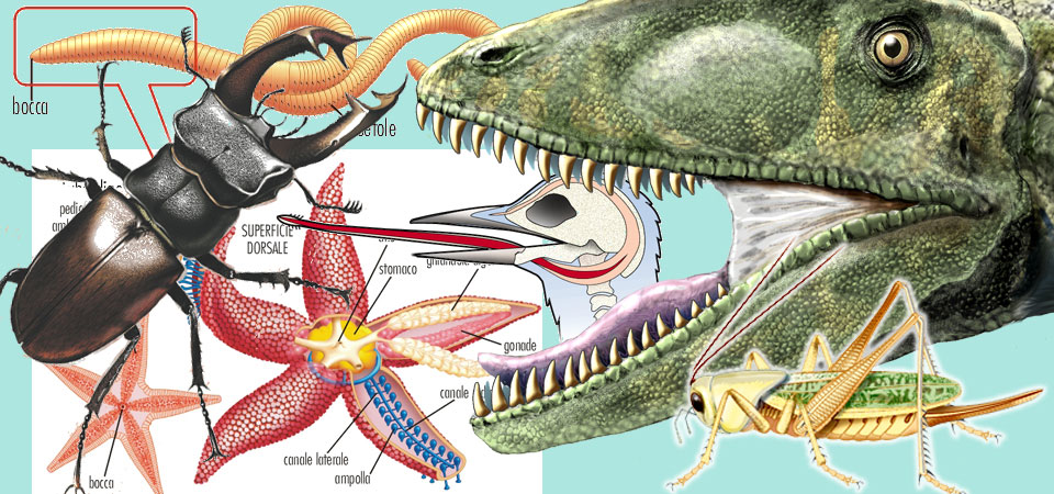 SLIDESHOW-Animali.jpg