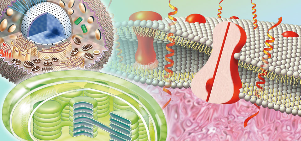 SLIDESHOW-Bio.jpg
