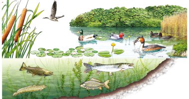 L'AMBIENTE LACUSTRE