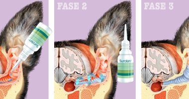 Disegni Pubblicitari &raquo; ANATOMIA VETERINARIA